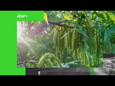Can pecan trees signal the end of winter in Texas?