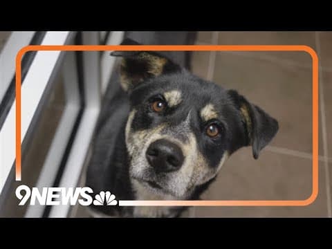 Dumb Friends League launching new brand on Friday