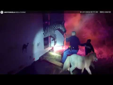 Bodycam video shows officers rescuing zebras from truck fire in Indiana