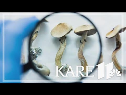 Minneapolis to deprioritize enforcement of 'magic mushrooms,' other psychoactive plants