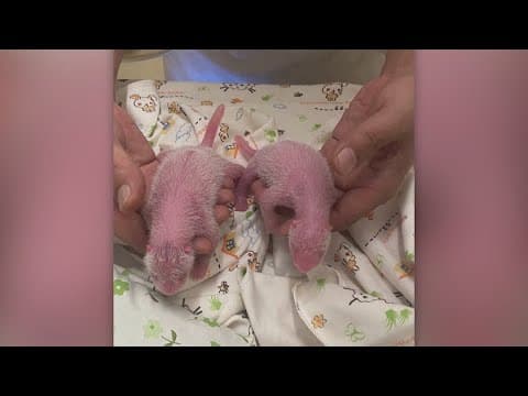 Oldest panda to ever give birth in Hong Kong