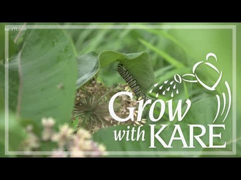 Grow with KARE: How to collect and store milkweed seeds for spring planting