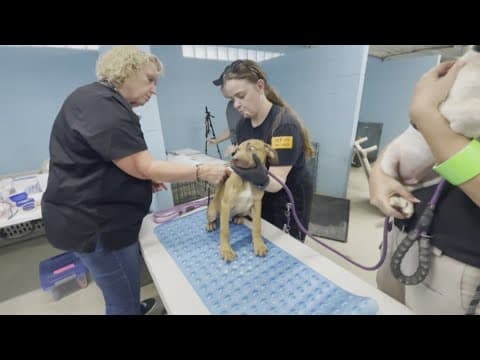 Shelters across North Texas working to make room for pets separated from families in recent storms