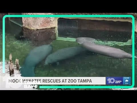 ZooTampa teaches campers how to rescue manatees