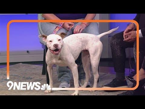 Petline 9: Adventure buddy Honey looking for forever home
