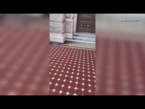 Black crickets are everywhere! Here's why