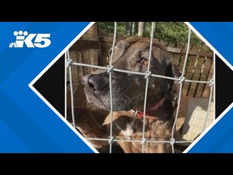 Family of missing hunting dog pleads for information