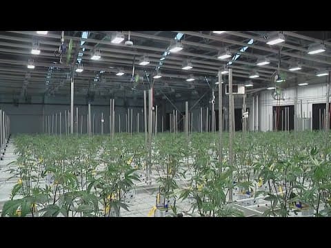 State receives 219 applications for dual-use marijuana licenses