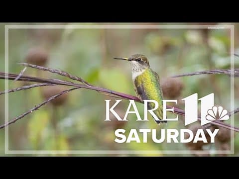 Spring birds are coming back to Minnesota: Here's how to spot them