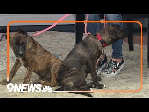 Anna and Gerda are snuggly pups looking for a forever home