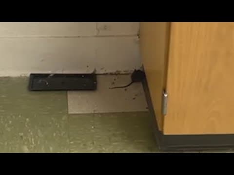 Houston ISD educators say rat problem at Lanier MS started months ago