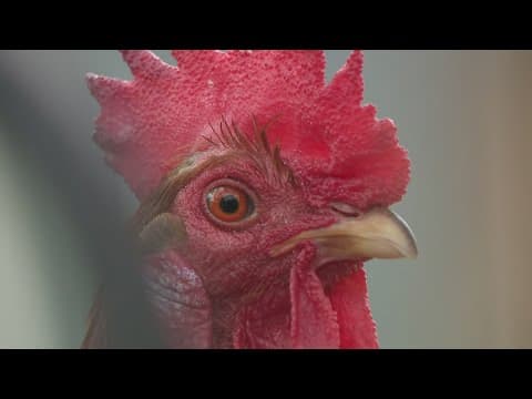 Recovery from Hurricane Milton, hope sounds like a chicken?