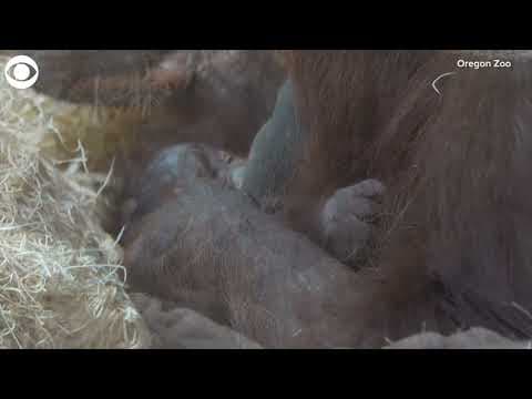 Orangutan cuddles with her newborn at the Oregon Zoo