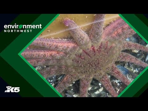 UW researchers working to save nearly wiped out sea star population