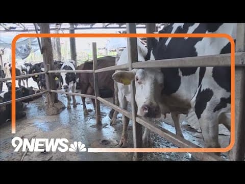 Dairy Cows In Colorado Test Positive For Bird Flu
