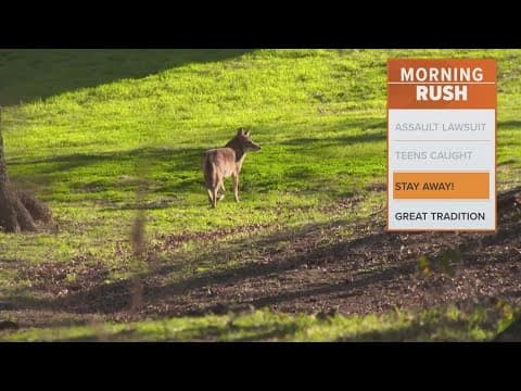 Quit feeding coyotes, North Texas police say