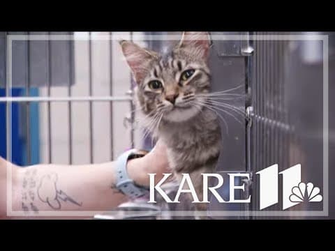 More than 60 cats rescued from home near northern Minnesota wildfires