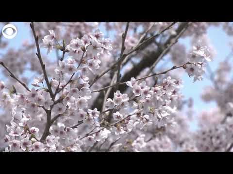 Cherry blossoms in full bloom in Tokyo