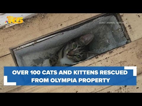 Over 100 cats, kittens rescued from Olympia property