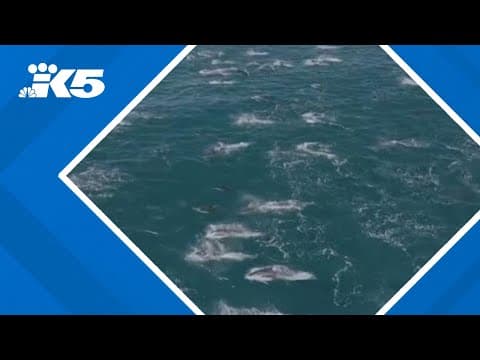 Dolphin "super pod" spotted in California