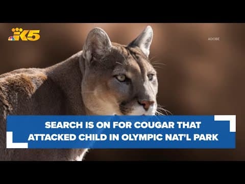Search for cougar that attacked 8-year-old in Olympic National Park continues