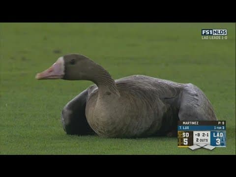 The goose got loose during Padres vs Dodgers Game 2
