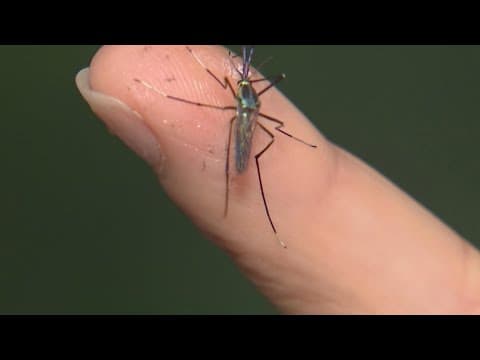 West Nile Virus continues to rise in North Texas cities as Massachusetts fights new virus