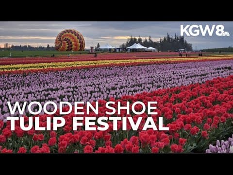Wooden Shoe Tulip Festival in full bloom