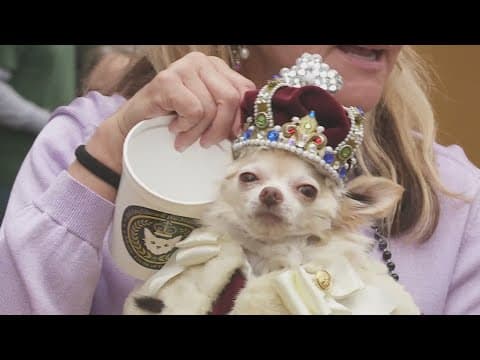 Krewe of Barkus and other to roll Sunday