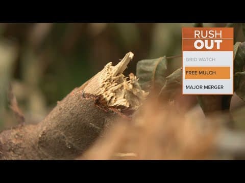 Garland is giving away free mulch out of storm debris