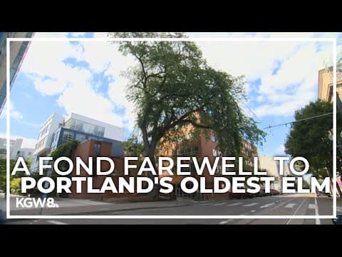 Historic elm tree cut down in downtown Portland