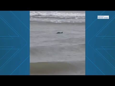 Gator spotted body surfing near Pirates Beach in Galveston