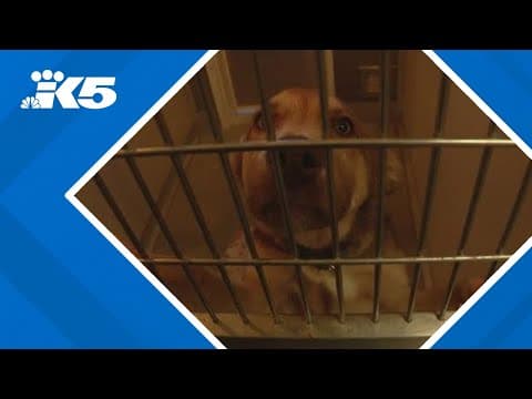 Olympic Peninsula Humane Society unable to accept dogs 'for the foreseeable future'