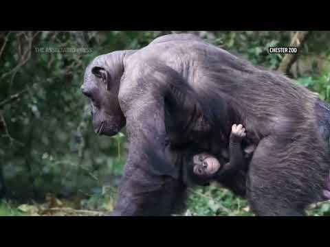 UK's Chester Zoo welcomes birth of a rare chimpanzee