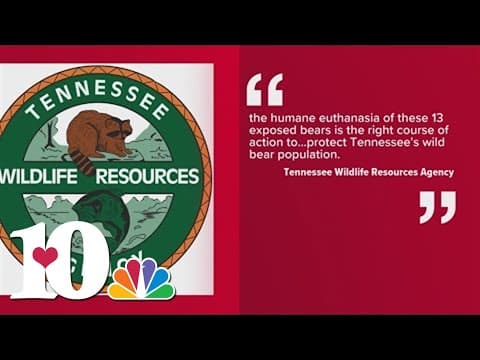 '[This] is the right course of action' | TWRA speaks after plans to euthanize 13 bear cubs