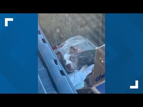 Puppy rescued from dumpster in east Columbus