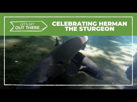 Celebrating Herman the Sturgeon in Oregon