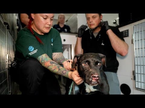 Fort Wayne police arrest additional suspect in dogfighting investigation