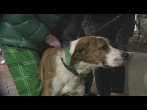 53 lucky dogs up for adoption in Arlington, Virginia ahead of holidays