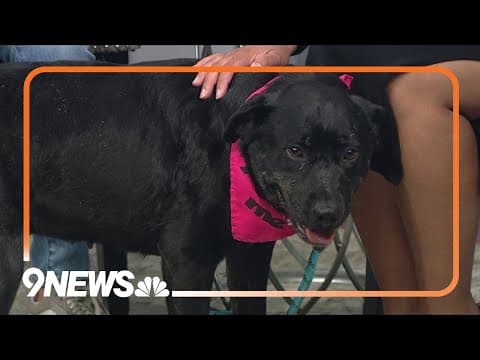 Sweet 4-year-old lab-mix needs a forever home