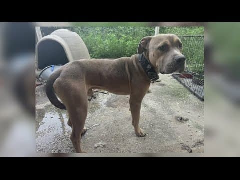 Man arrested for severe animal abuse in New Orleans |Dog found malnourished in home