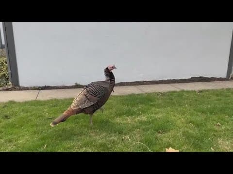Increased spottings of wild turkeys in Hilliard, Dublin areas