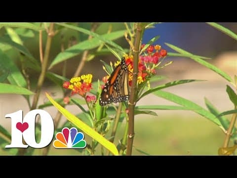 Volunteers capture monarch butterflies and attach tags to their wings every fall. Here's why.