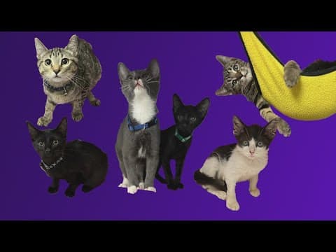 Houston animal shelter in urgent need of foster homes for kittens due to sewage emergency