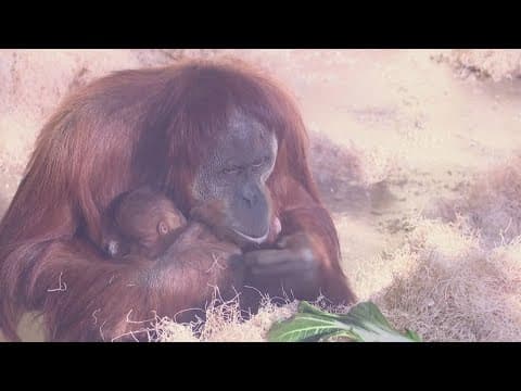 Indianapolis Zoo wants you to help choose name for baby orangutan
