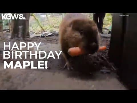 Maple the beaver at Oregon Zoo celebrates 9th birthday