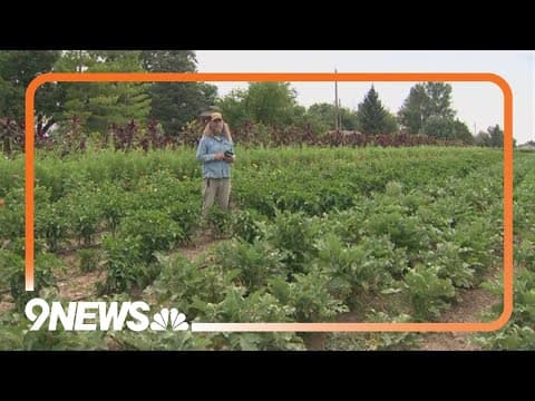 Colorado farms protect workers in heat wave