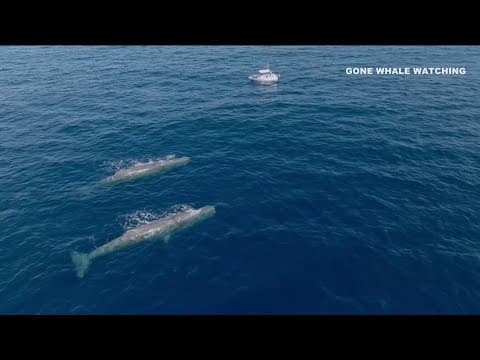 Local whale watching company spots 2 sperm whales off San Diego coast