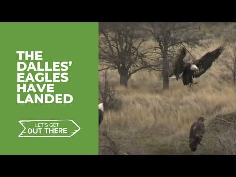 Eagles gather at The Dalles Dam for Eagle Watch