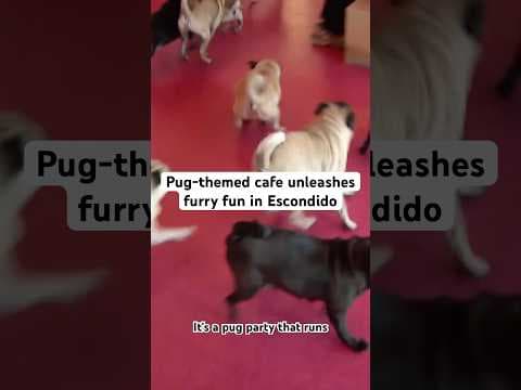 A pug cafe opened in San Diego County, making the first one in the United States. #pug #puggy